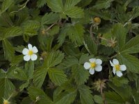 Fragaria vesca 4, Bosaardbei, Saxifraga-Jan van der Straaten