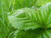 Fragaria vesca 40, Bosaardbei, Saxifraga-Rutger Barendse