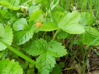 Fragaria vesca 41, Bosaardbei, Saxifraga-Rutger Barendse