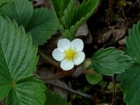 Fragaria vesca 5, Bosaardbei, Saxifraga-Marijke Verhagen