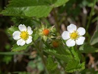 Fragaria vesca 6, Bosaardbei, Saxifraga-Willem van Kruijsbergen