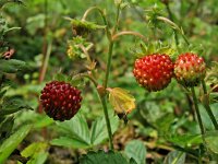Fragaria vesca 7, Bosaardbei, Saxifraga-Hans Dekker
