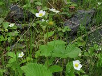 Fragaria vesca 8, Bosaardbei, Saxifraga-Rutger Barendse
