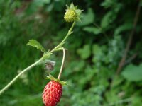Fragaria vesca 9, Bosaardbei, Saxifraga-Jasenka Topic