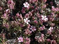 Frankenia capitata, Saxifraga-Hans Grotenhuis