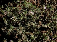 Frankenia ericifolia 4, Saxifraga-Ed Stikvoort