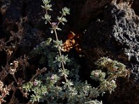 Frankenia ericifolia 5, Saxifraga-Ed Stikvoort