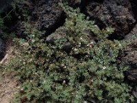 Frankenia ericifolia 6, Saxifraga-Ed Stikvoort