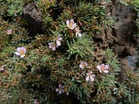 Frankenia ericifolia 7, Saxifraga-Ed Stikvoort
