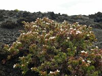 Frankenia ericifolia 8, Saxifraga-Hans Grotenhuis