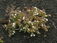 Frankenia ericifolia 9, Saxifraga-Hans Grotenhuis