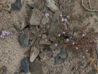 Frankenia laevis 3, Saxifraga-Willem van Kruijsbergen