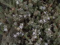 Frankenia laevis 4, Saxifraga-Willem van Kruijsbergen