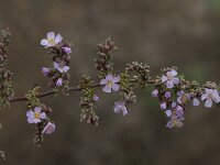 Frankenia laevis 7, Saxifraga-Willem van Kruijsbergen