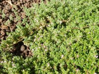 Frankenia pulverulenta 3, Saxifraga-Rutger Barendse