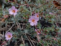 Frankenia pulverulenta 7, Saxifraga-Ed Stikvoort