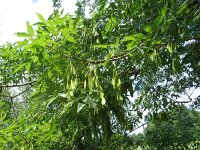 Fraxinus americana 2, Amerikaanse es, Saxifraga-Jasenka Topic