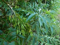 Fraxinus excelsior 66, Es, Saxifraga-Ed Stikvoort