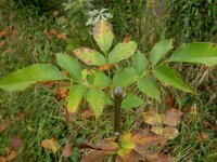 Fraxinus ornus 12, Saxifraga-Rutger Barendse