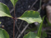 Fraxinus ornus 13, Saxifraga-Rutger Barendse