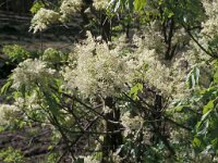 Fraxinus ornus 3, Saxifraga-Piet Zomerdijk