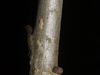 Fraxinus pennsylvanica 11, Saxifraga-Rutger Barendse