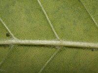 Fraxinus pennsylvanica 13, Saxifraga-Rutger Barendse