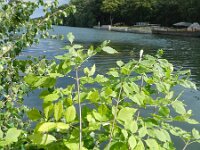 Fraxinus pennsylvanica 4, Saxifraga-Rutger Barendse