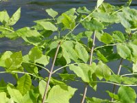 Fraxinus pennsylvanica 6, Saxifraga-Rutger Barendse