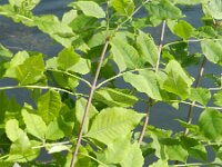 Fraxinus pennsylvanica 7, Saxifraga-Rutger Barendse