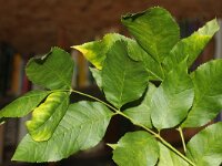 Fraxinus pennsylvanica 8, Saxifraga-Rutger Barendse