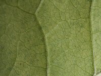 Fraxinus pennsylvanica 9, Saxifraga-Rutger Barendse