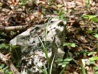 Fritillaria drenkovskii 5, Saxifraga-Dirk Hilbers