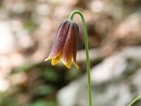 Fritillaria drenkovskii 6, Saxifraga-Dirk Hilbers