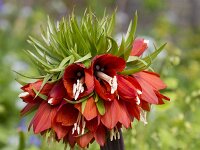 Fritillaria imperialis 2, Keizerskroon, Saxifraga-Jan Nijendijk