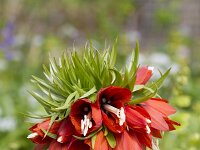 Fritillaria imperialis 3, Keizerskroon, Saxifraga-Jan Nijendijk