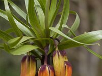 Fritillaria imperialis 4, Keizerskroon, Saxifraga-Jan Nijendijk