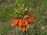Fritillaria imperialis 5, Keizerskroon, Saxifraga-Jan Nijendijk
