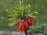 Fritillaria imperialis 6, Keizerskroon, Saxifraga-Jan Nijendijk