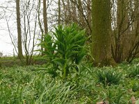Fritillaria imperialis 7, Keizerskroon, Saxifraga-Hans Grotenhuis