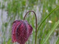 Fritillaria meleagris 10, Wilde kievitsbloem, Saxifraga-Jasenka Topic