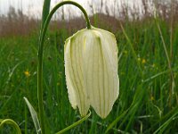 Fritillaria meleagris 11, Wilde kievitsbloem, Saxifraga-Hans Grotenhuis