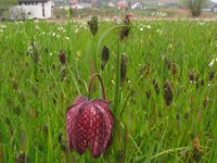 Fritillaria meleagris 13, Wilde kievitsbloem, Saxifraga-Jasenka Topic