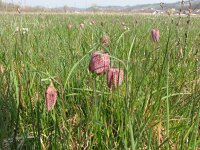 Fritillaria meleagris 14, Wilde kievitsbloem, Saxifraga-Jasenka Topic