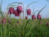 Fritillaria meleagris 16, Wilde kievitsbloem, Saxifraga-Mark Zekhuis