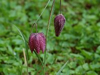 Fritillaria meleagris 2, Wilde kievitsbloem, Saxifraga-Willem van Kruijsbergen