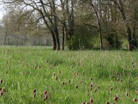 Fritillaria meleagris 20, Wilde kievitsbloem, Saxifraga-Dirk Hilbers