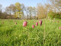 Fritillaria meleagris 22, Wilde kievitsbloem, Saxifraga-Dirk Hilbers