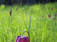 Fritillaria meleagris 25, Wilde kievitsbloem, Saxifraga-Jeroen Willemsen