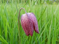 Fritillaria meleagris 27, Wilde kievitsbloem, Saxifraga-Rutger Barendse